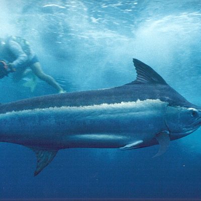 billfish