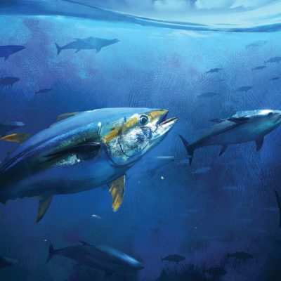 david-levy-big-eye-tuna