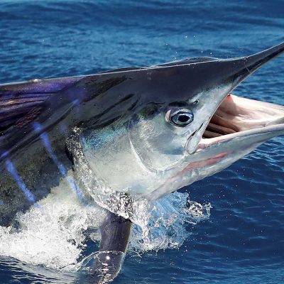 mar0518-socal-marlin