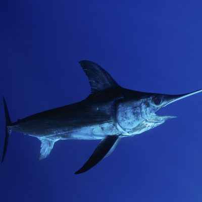 swordfish