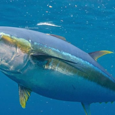 yellowfin-tuna